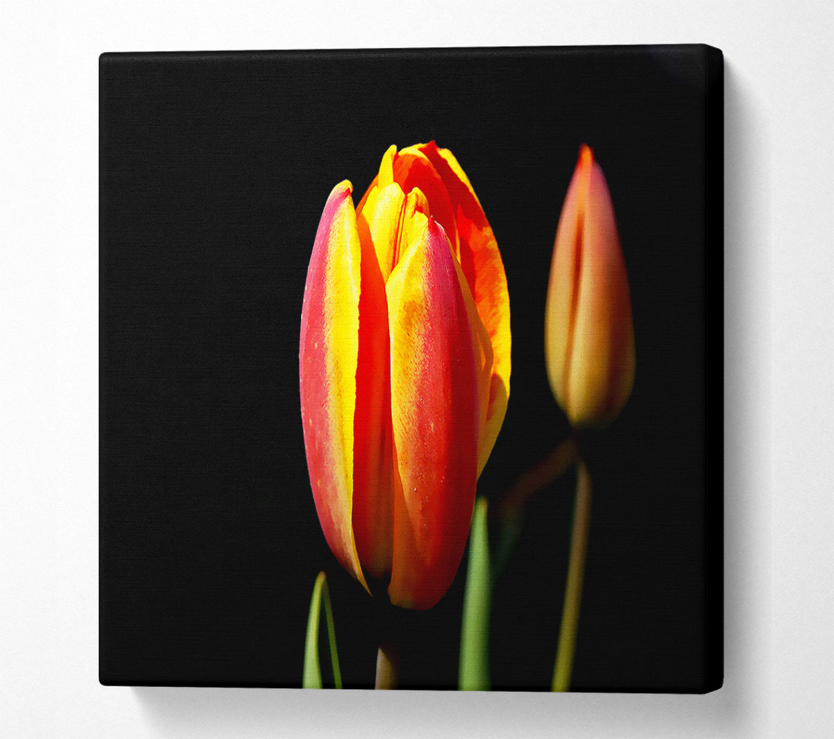 Tulips In A Bath Of Light Canvas Wall Art
