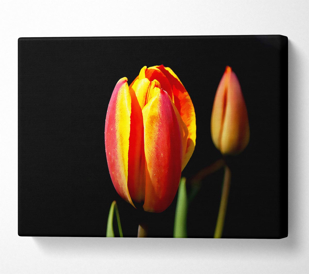 Tulips In A Bath Of Light Canvas Wall Art