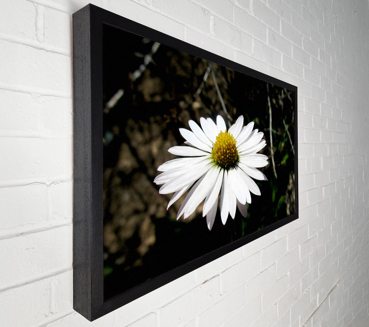 White Single Daisy Head Canvas Wall Art
