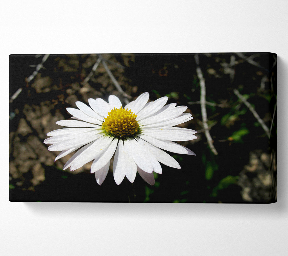White Single Daisy Head Canvas Wall Art