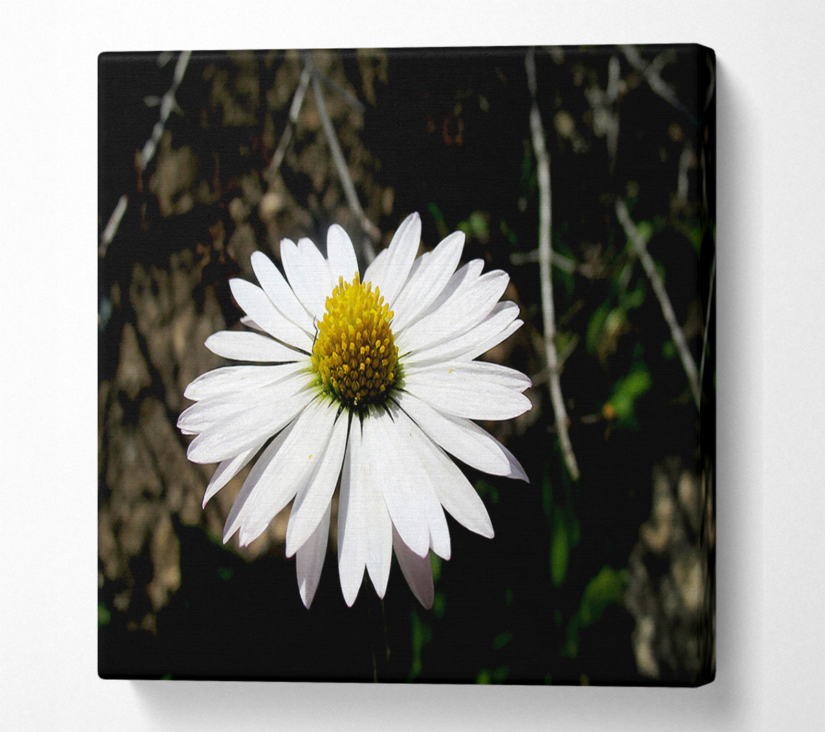 White Single Daisy Head Canvas Wall Art