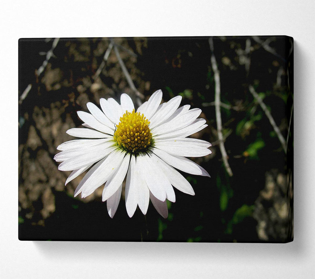 White Single Daisy Head Canvas Wall Art