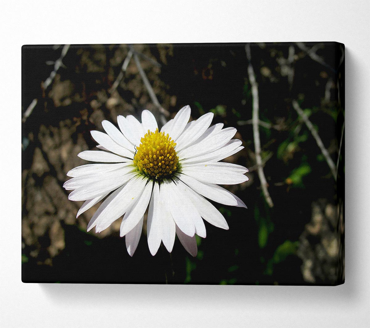 White Single Daisy Head Canvas Wall Art