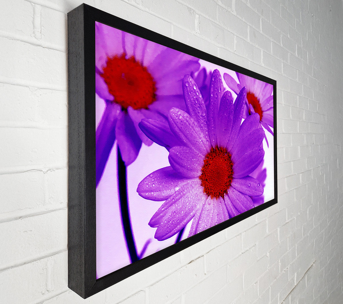 Purple Dew Drop Daisys Canvas Wall Art