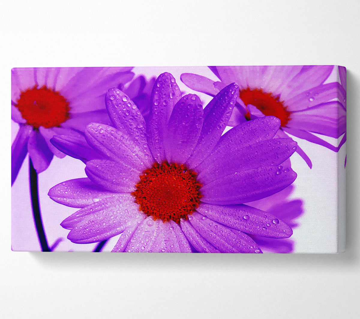 Purple Dew Drop Daisys Canvas Wall Art