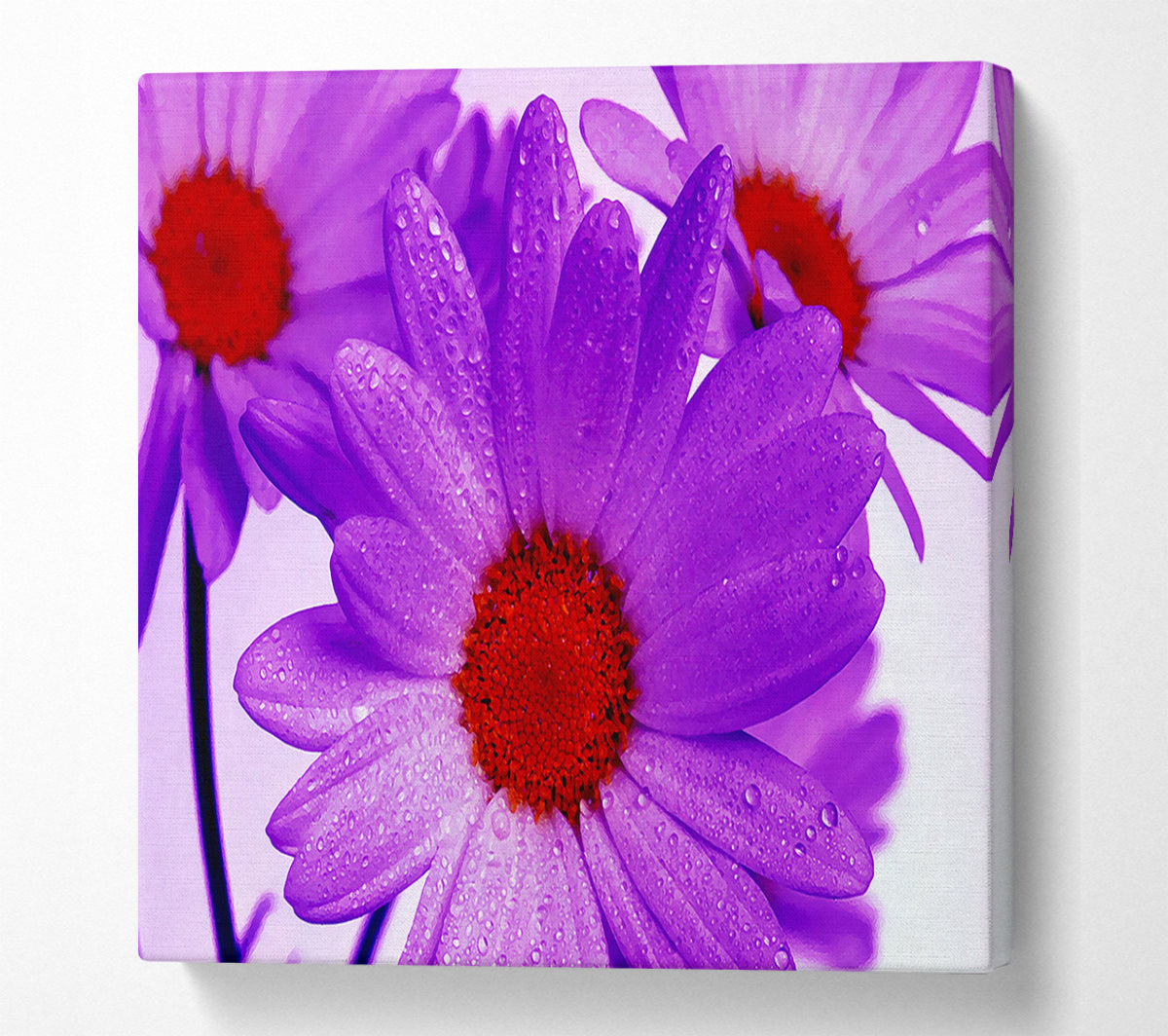 Purple Dew Drop Daisys Canvas Wall Art