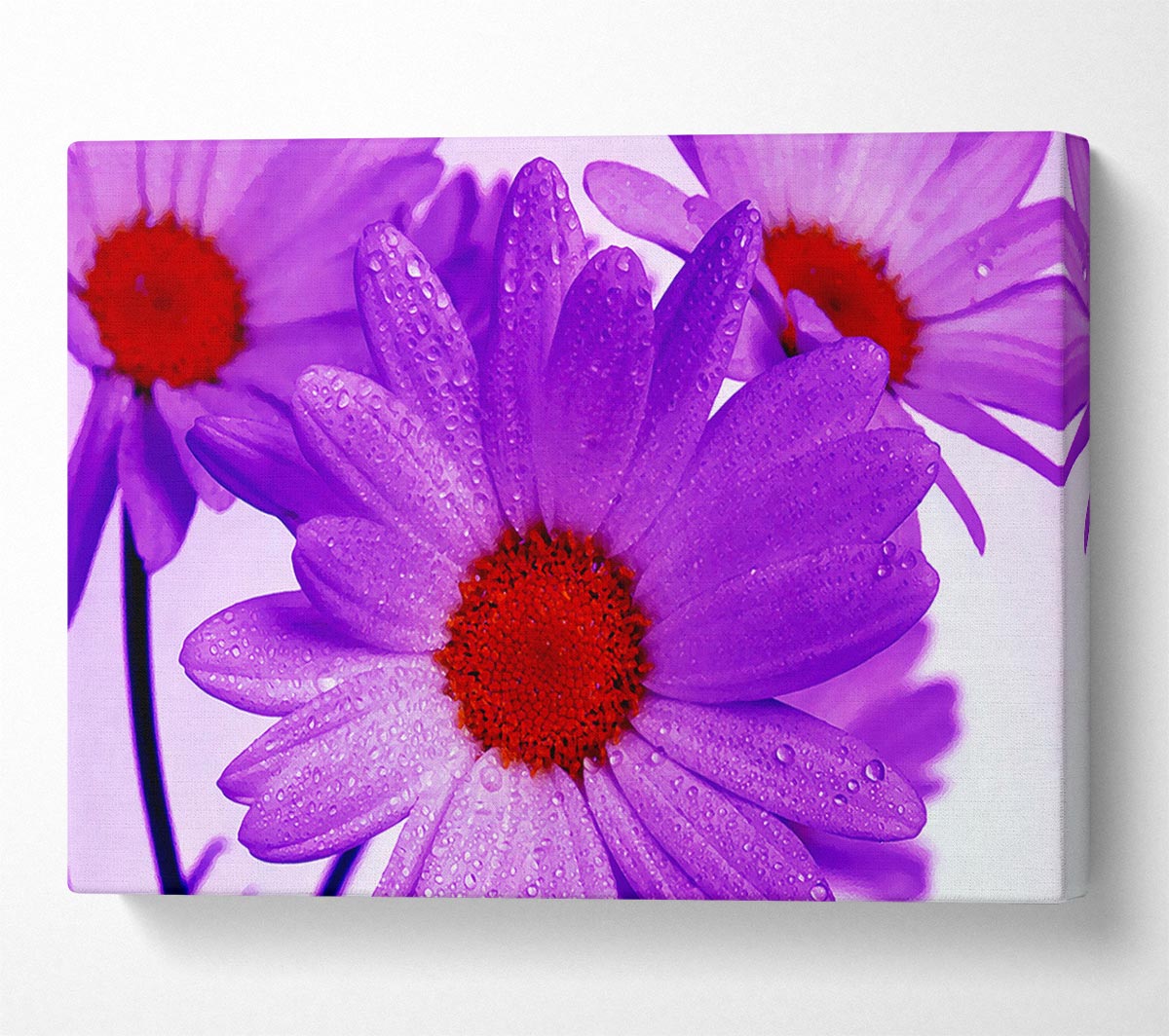 Purple Dew Drop Daisys Canvas Wall Art