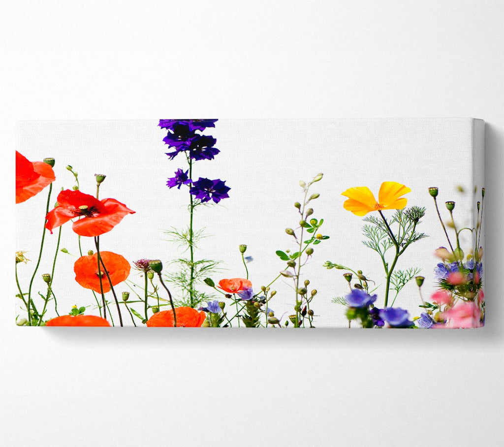 Wild Flower Garden In Bloom