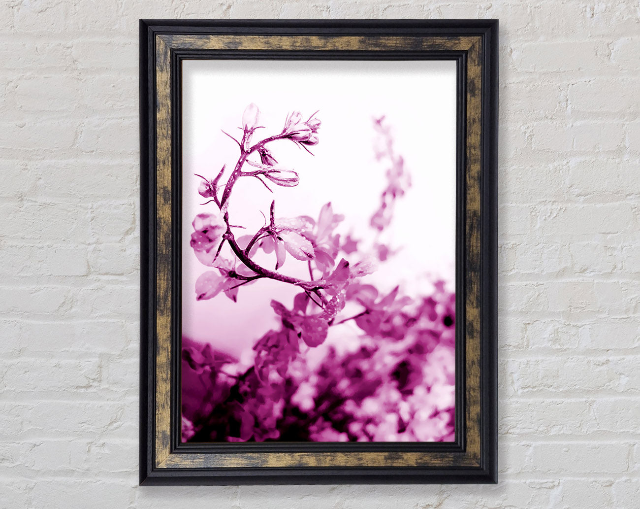 Cherry Blossom Framed Print
