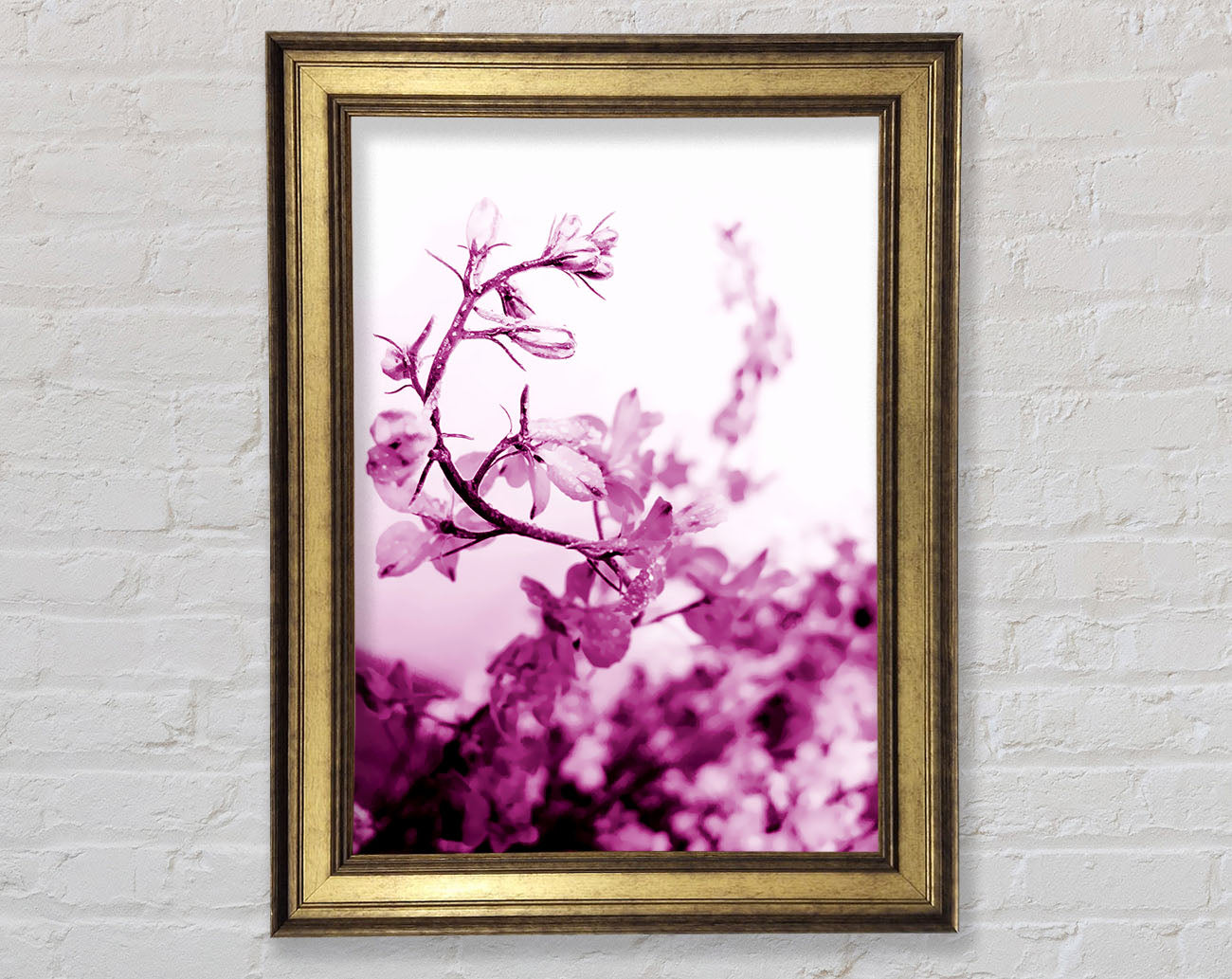Cherry Blossom Framed Print