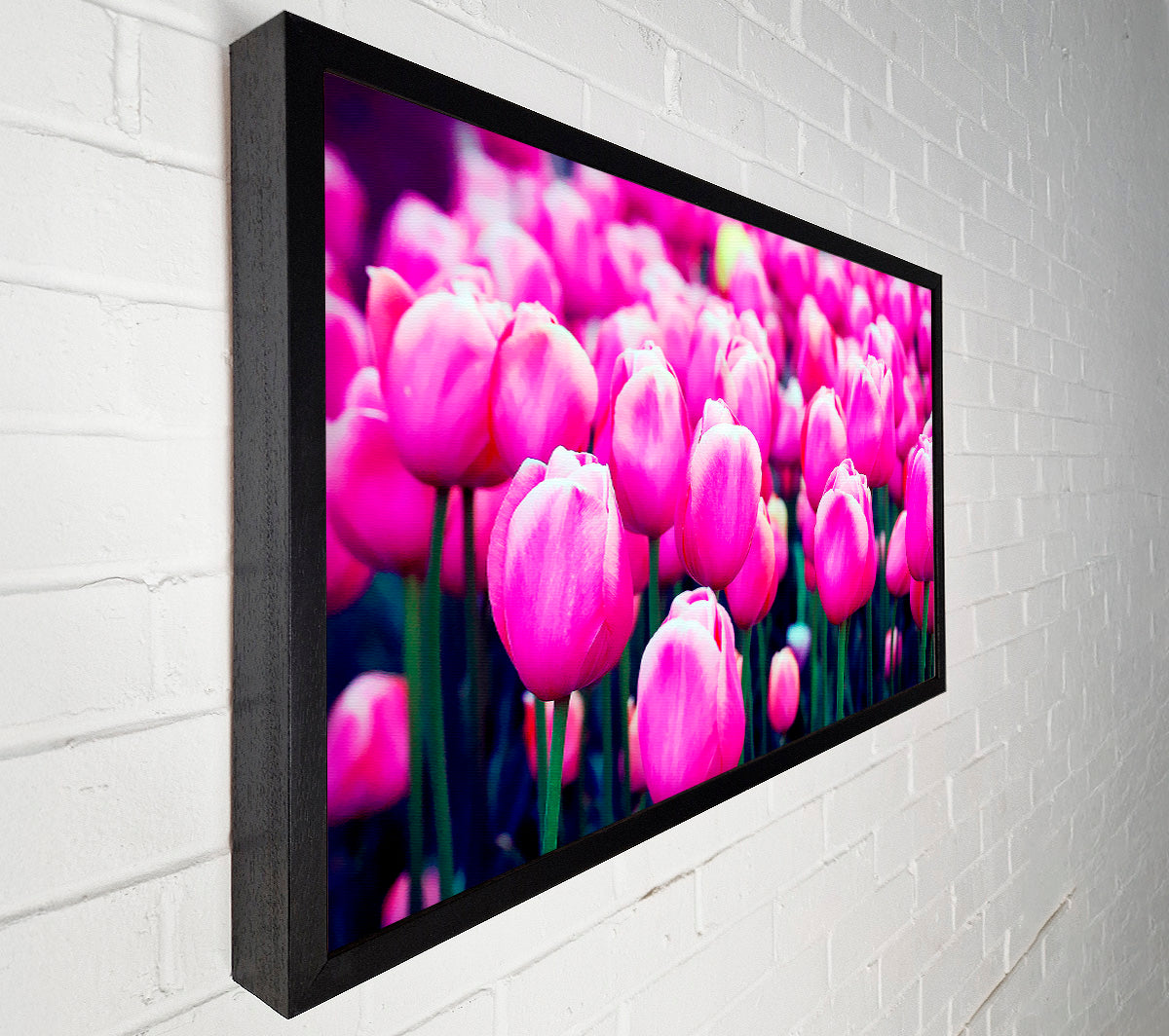 A Field Of Pink Tulips Canvas Print