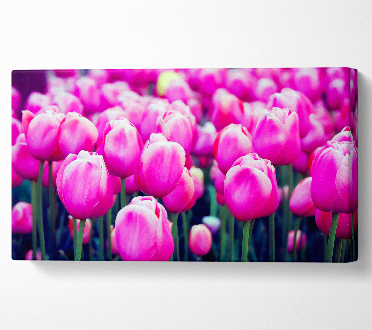 A Field Of Pink Tulips Canvas Print
