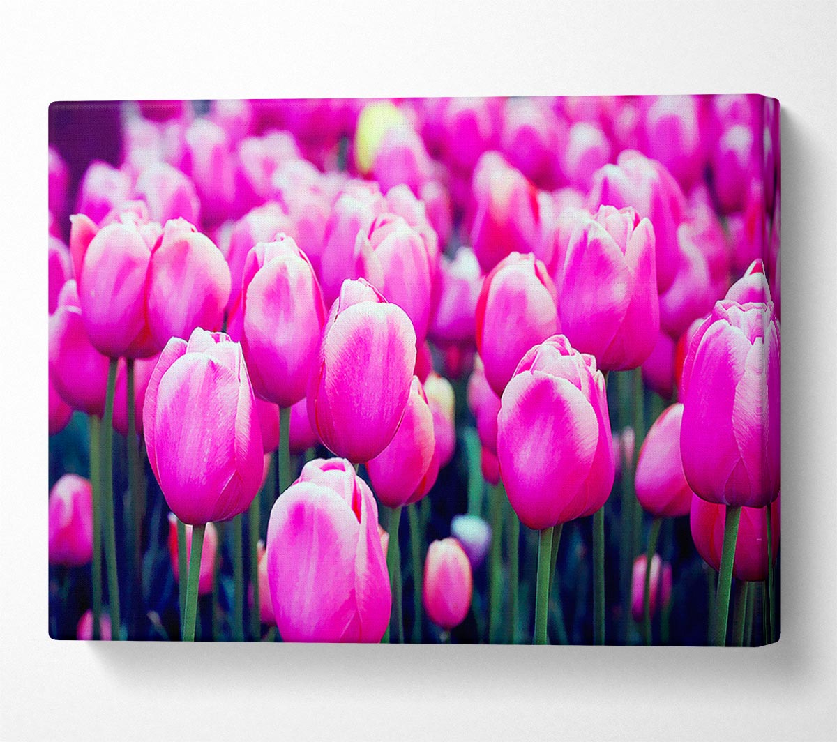 A Field Of Pink Tulips Canvas Print