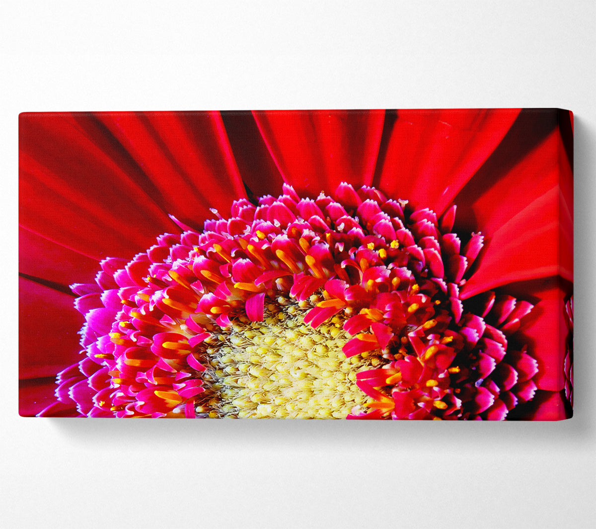 Red Gerbera Face Close-Up Canvas Wall Art