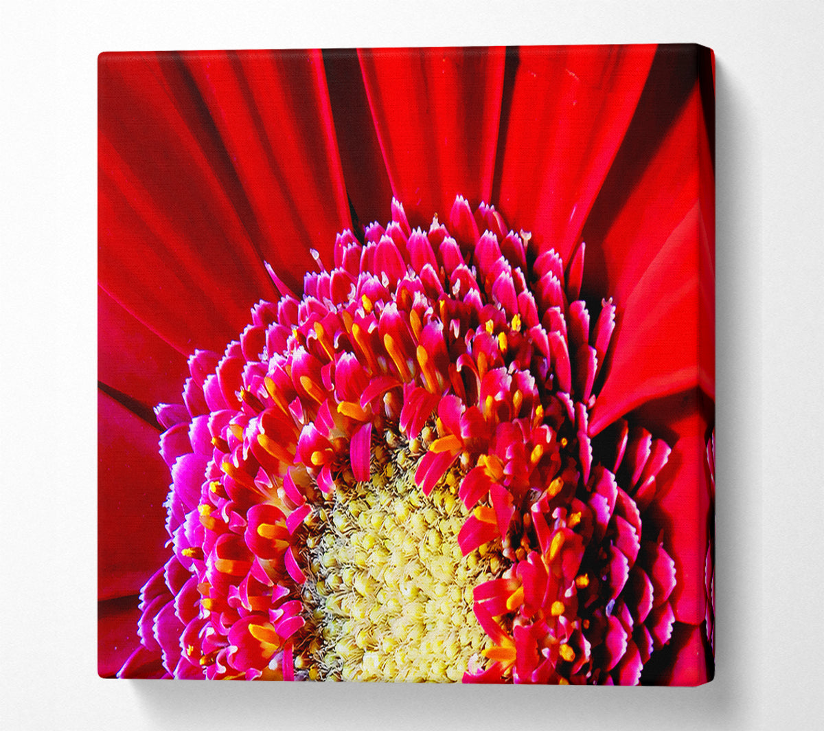 Red Gerbera Face Close-Up Canvas Wall Art