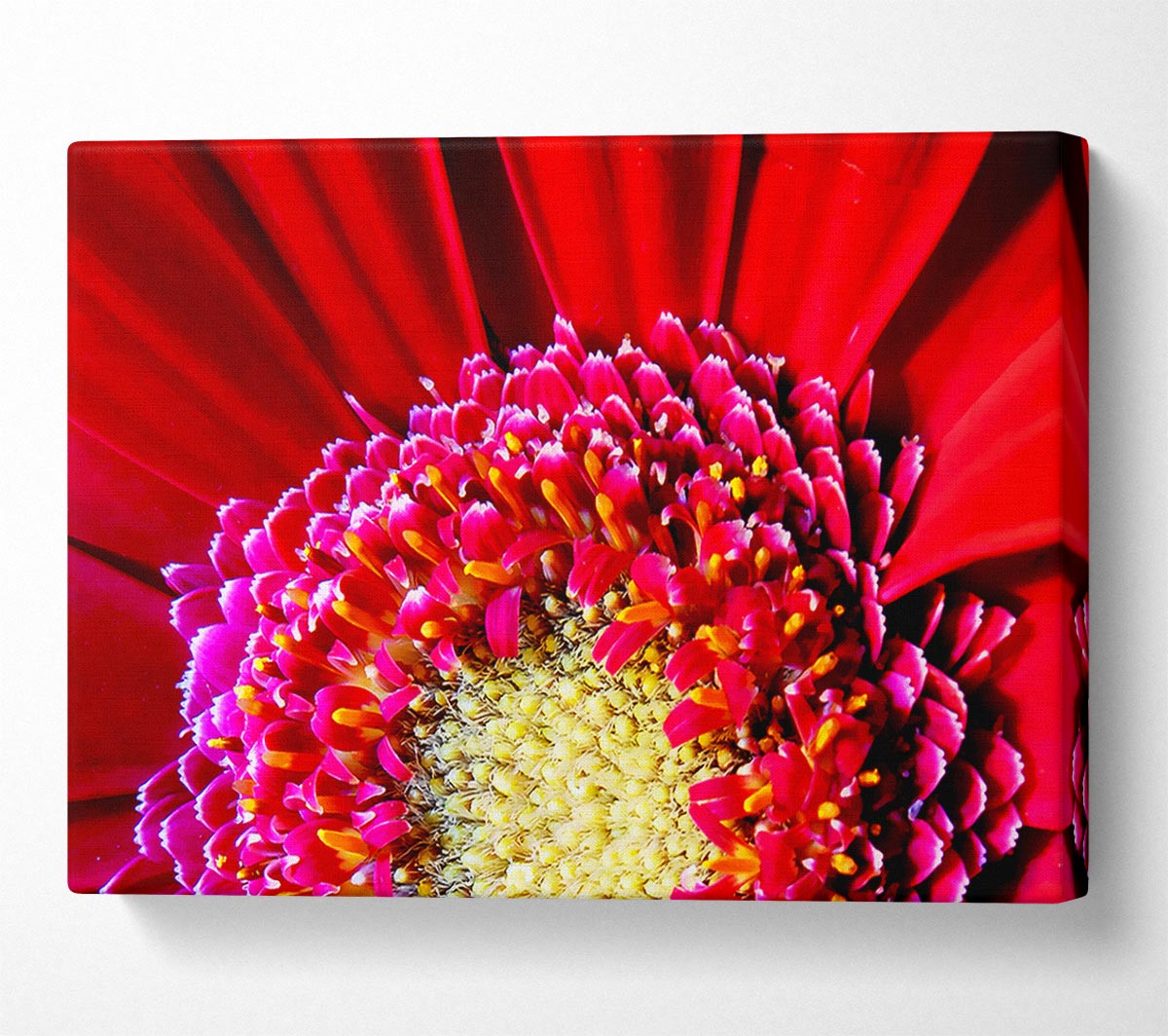 Red Gerbera Face Close-Up Canvas Wall Art