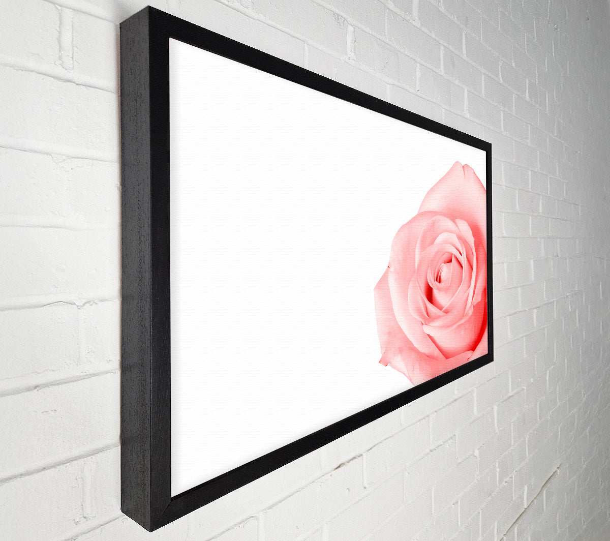 Baby Pink Rose Canvas Print