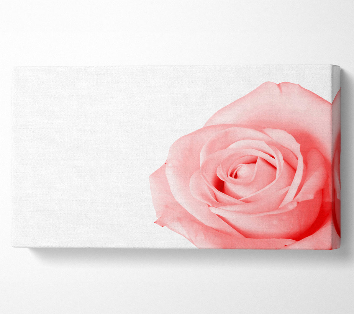 Baby Pink Rose Canvas Print