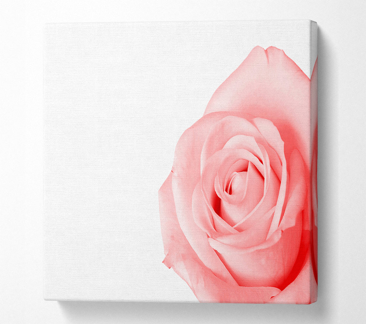 Baby Pink Rose Canvas Print