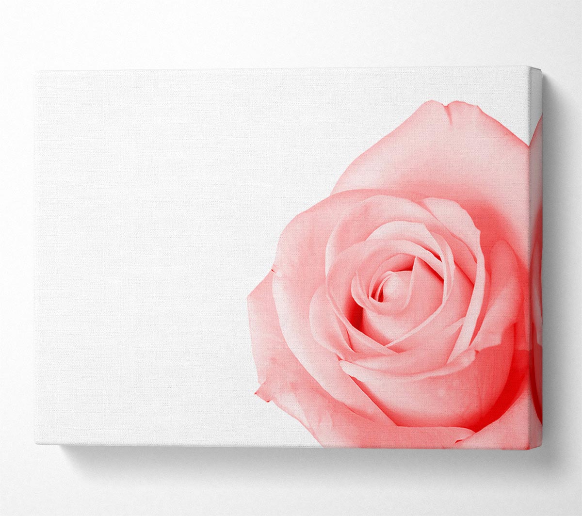 Baby Pink Rose Canvas Print