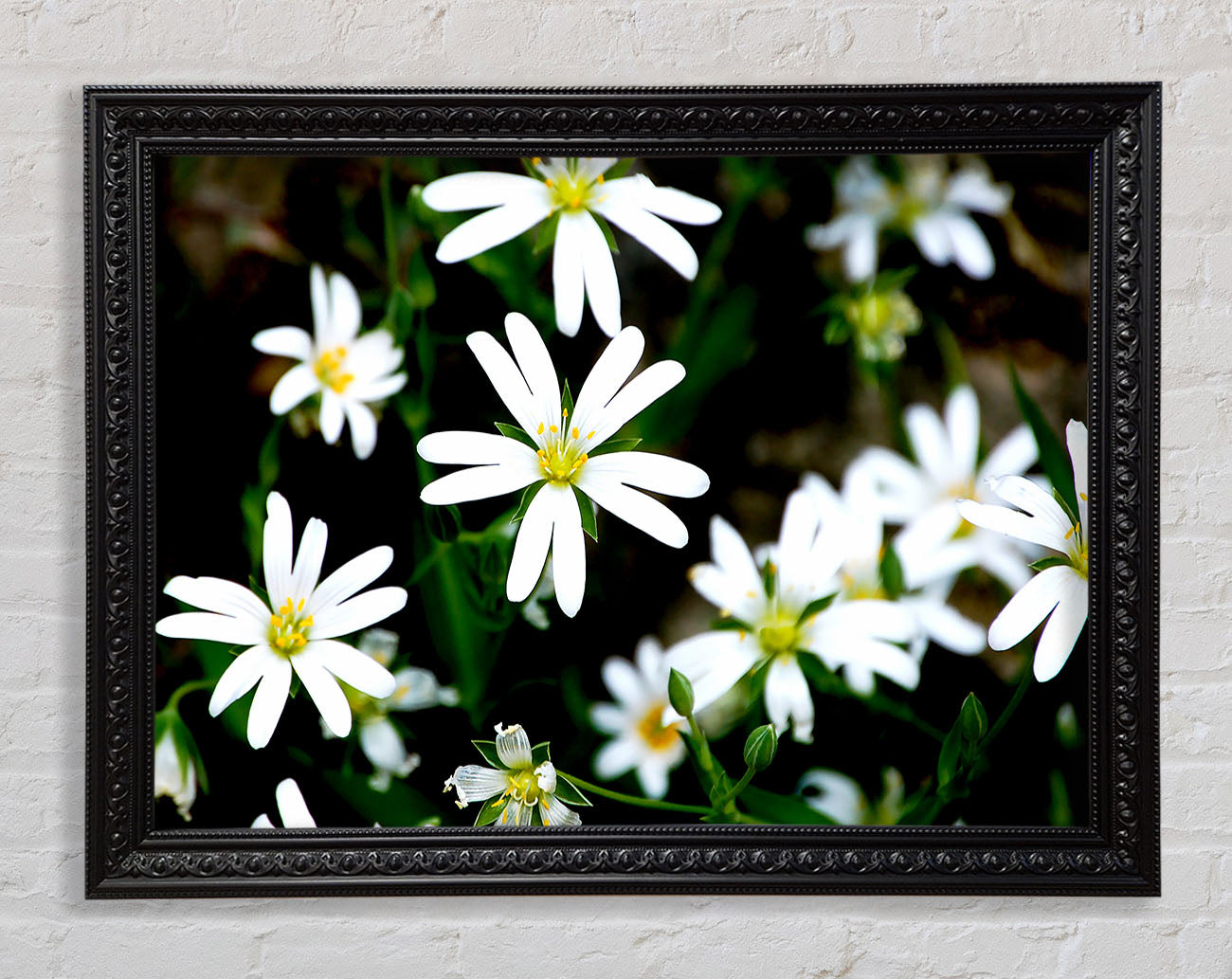 White Garden Daisies Framed Print