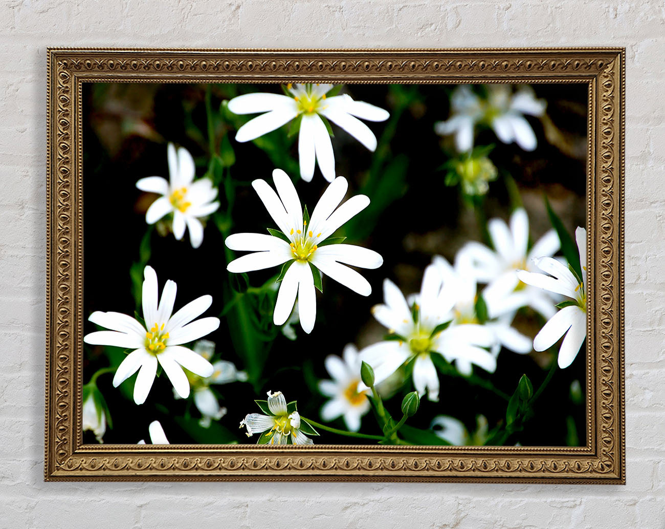 White Garden Daisies Framed Print
