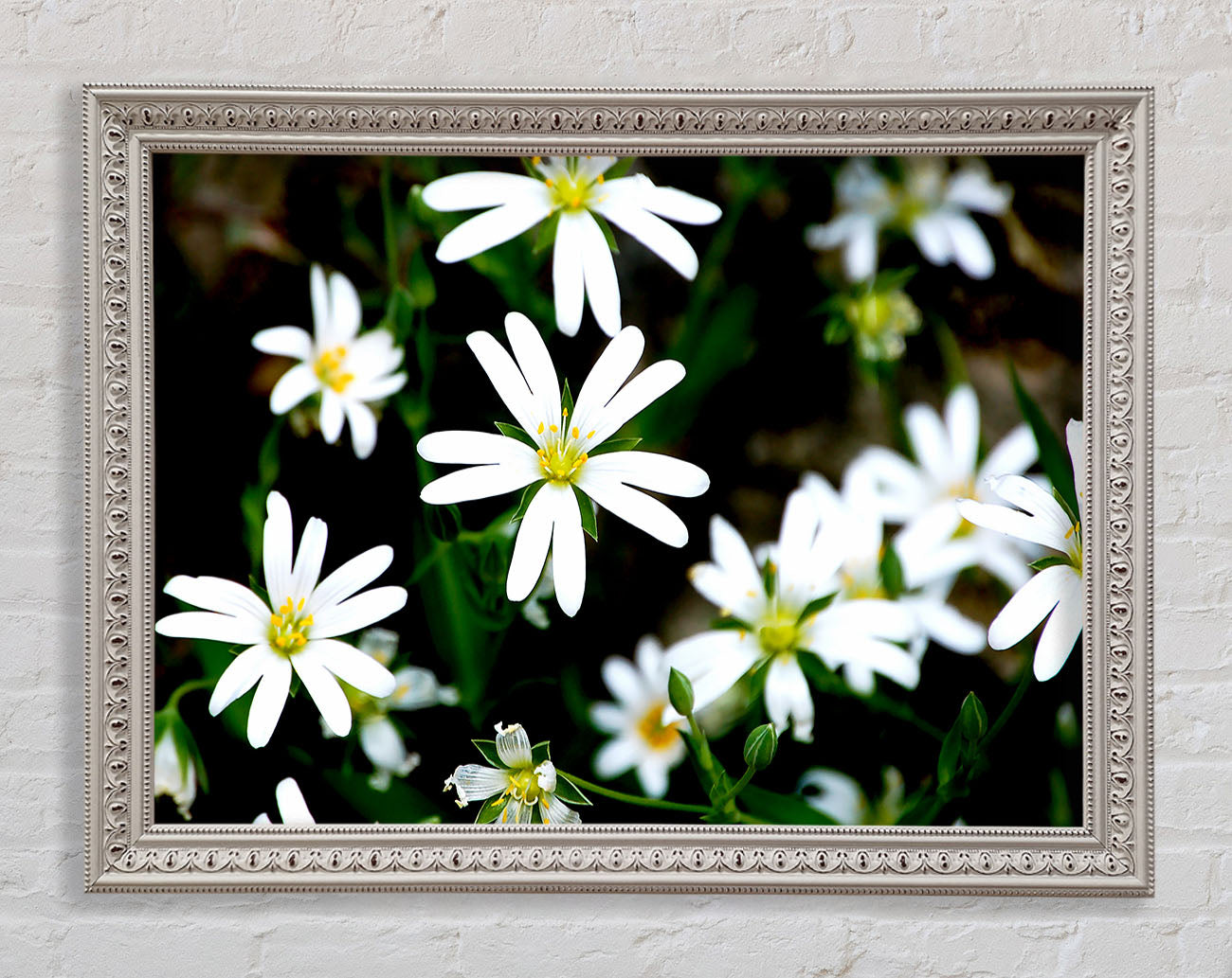 White Garden Daisies Framed Print
