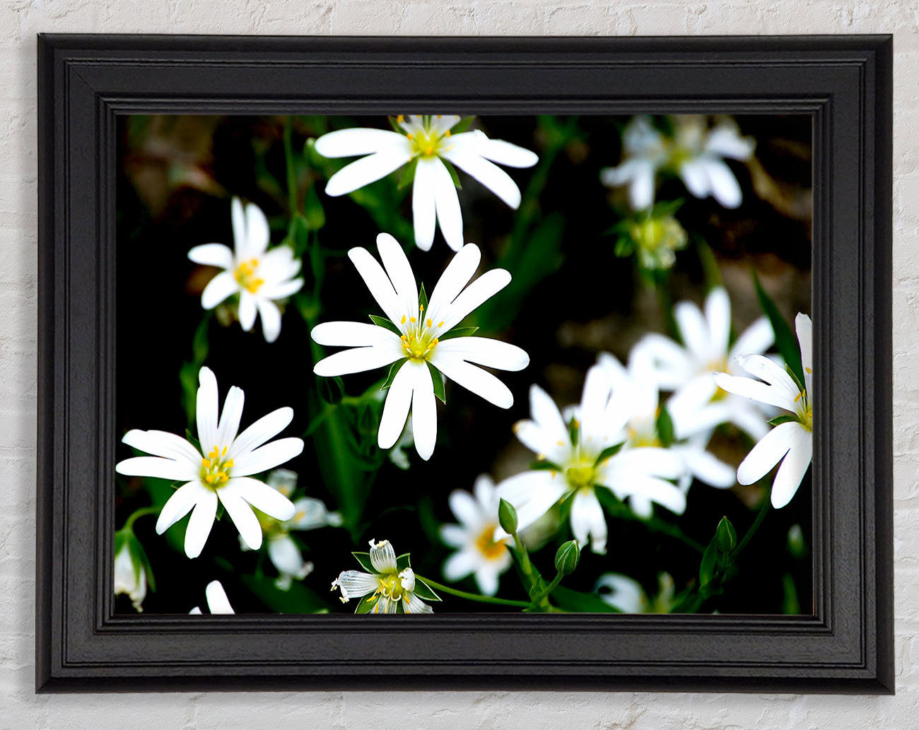 White Garden Daisies Framed Print