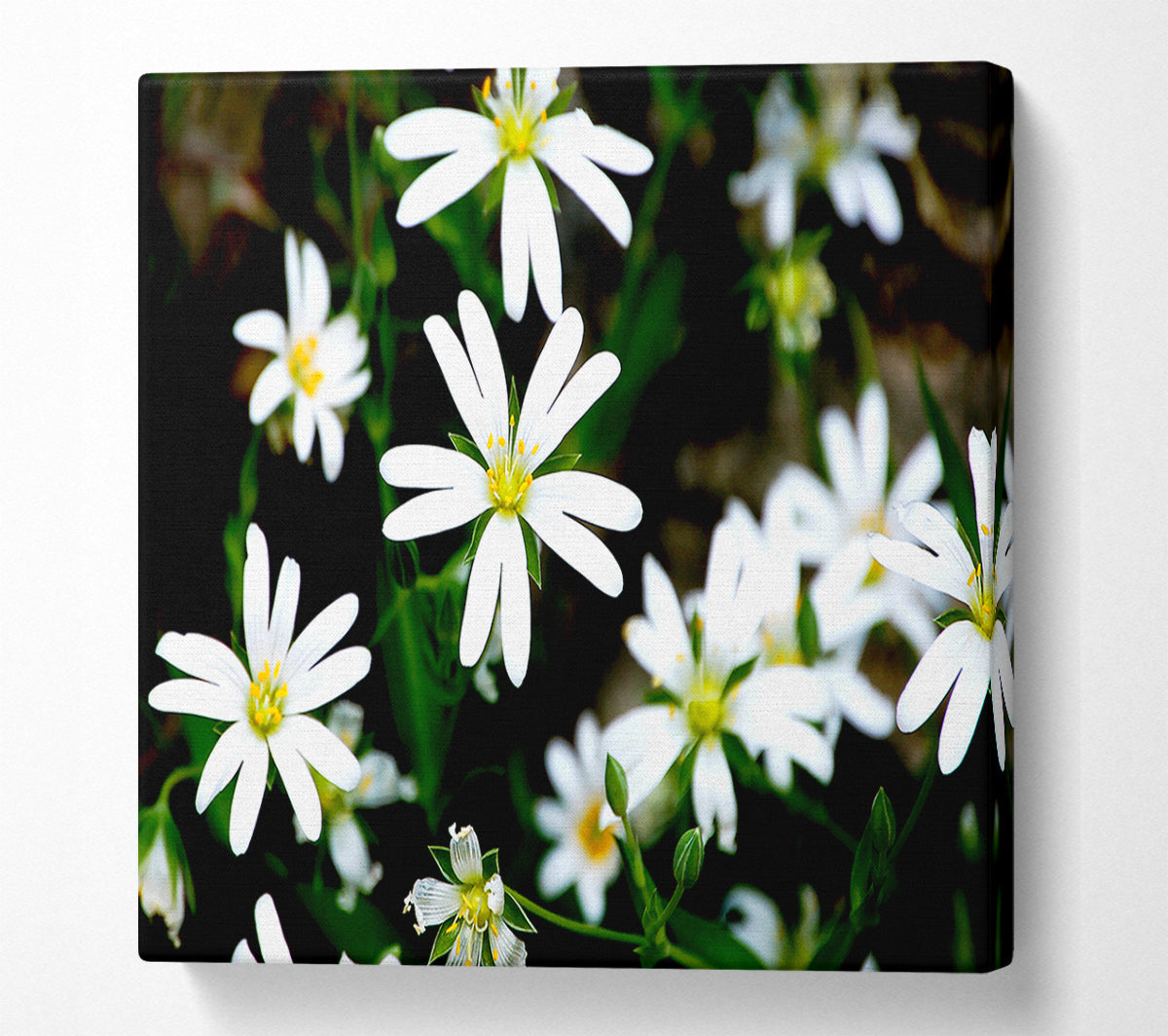 White Garden Daisies Canvas Print