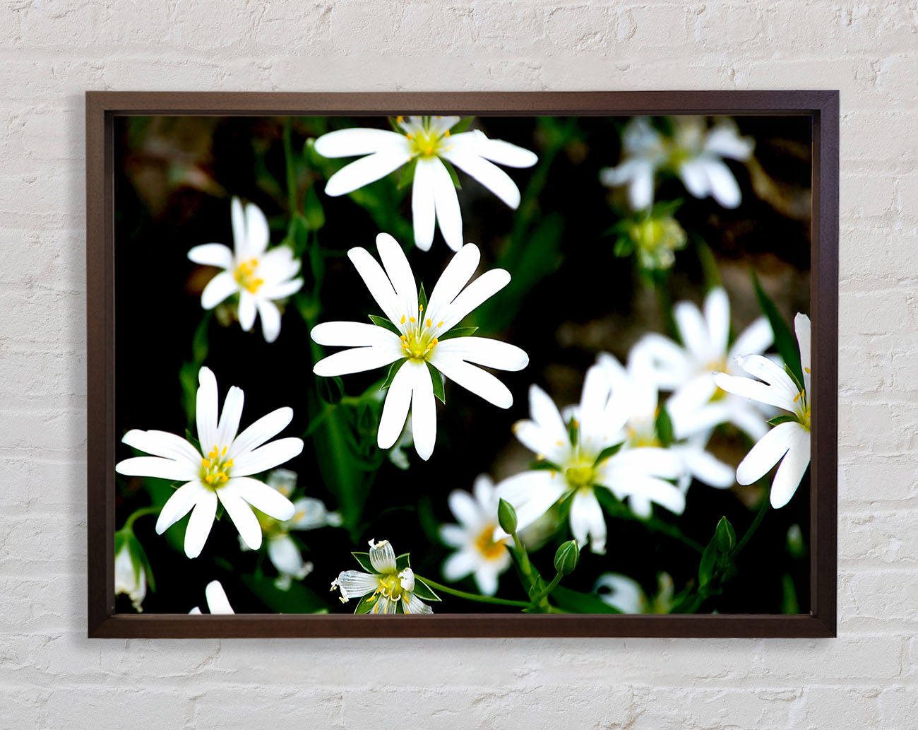White Garden Daisies Framed Print