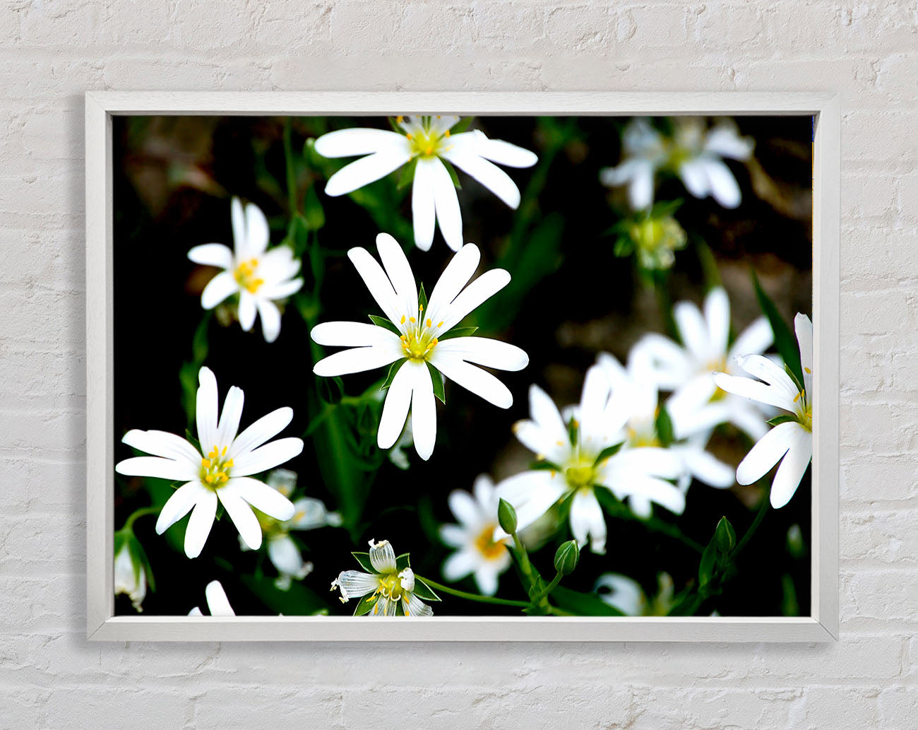 White Garden Daisies Framed Print
