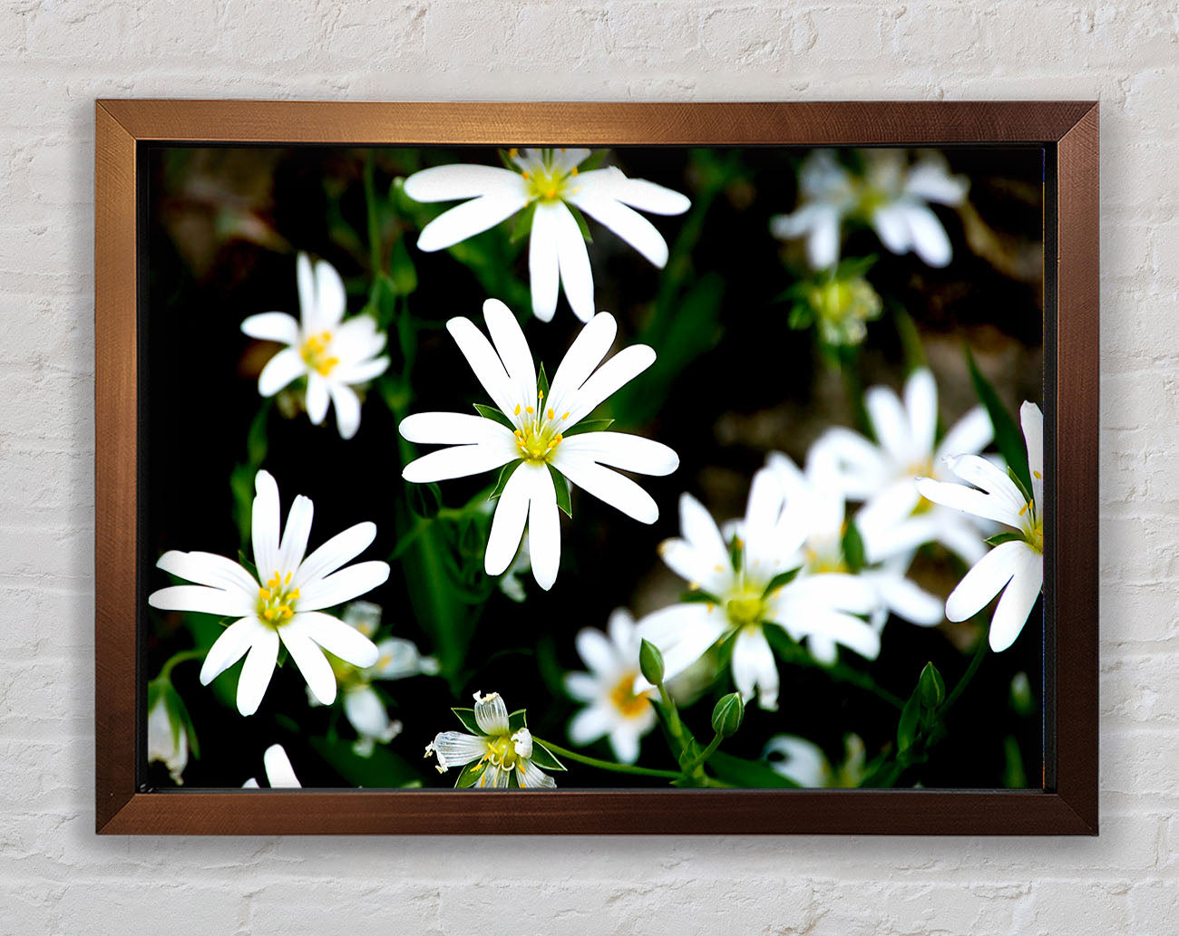 White Garden Daisies Framed Print