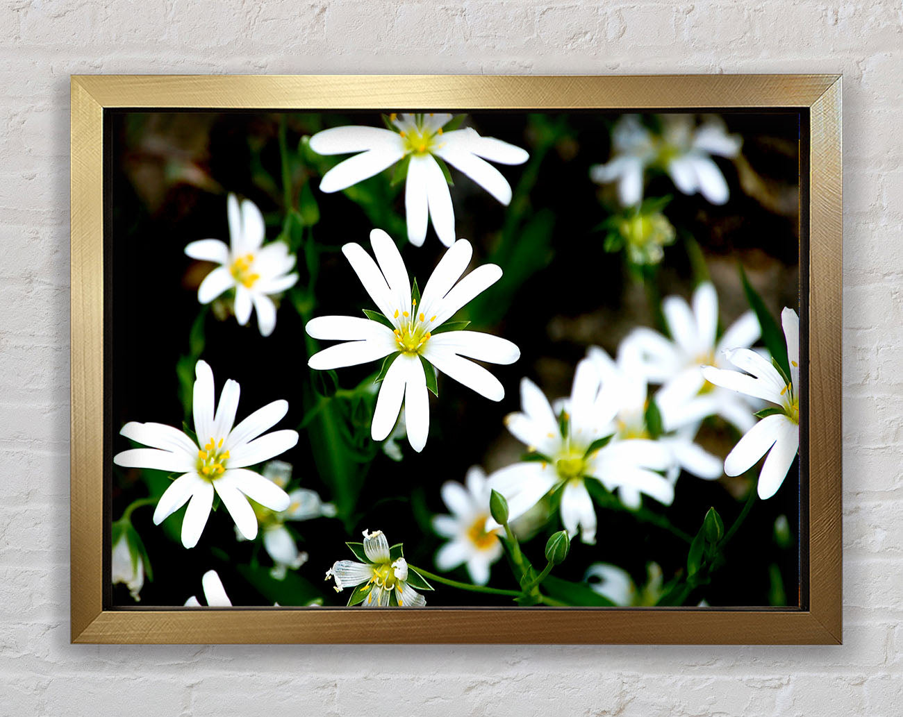 White Garden Daisies Framed Print