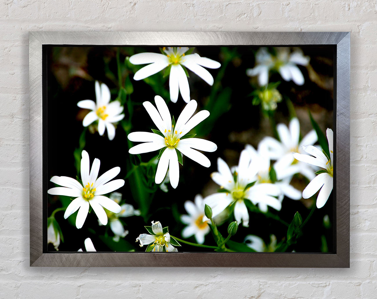 White Garden Daisies Framed Print