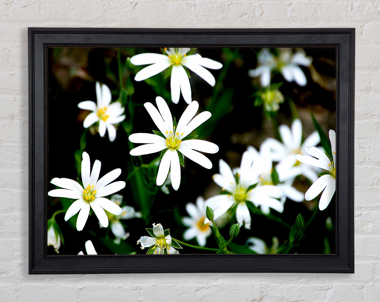 White Garden Daisies Framed Print