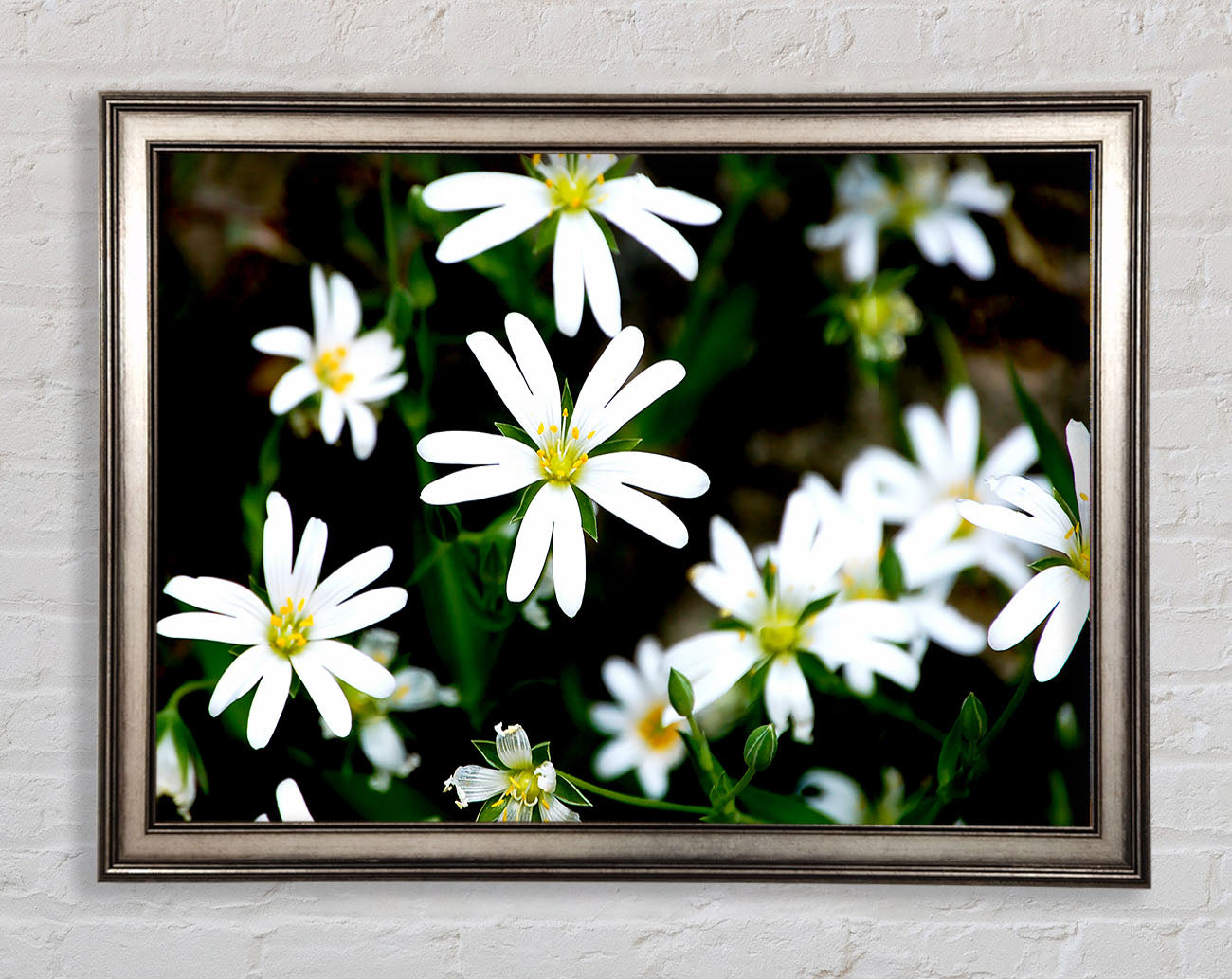 White Garden Daisies Framed Print