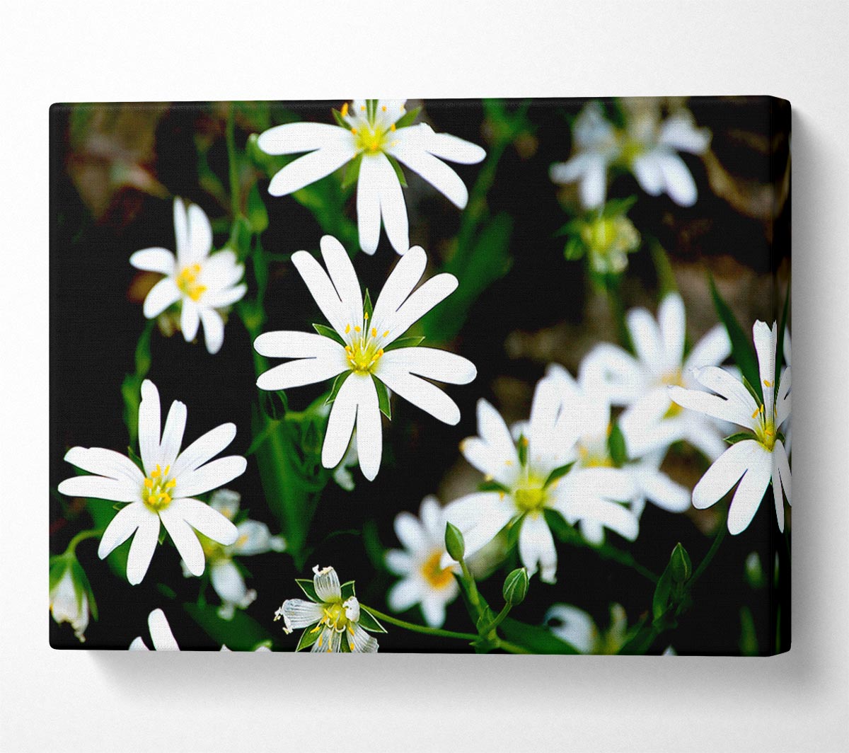 White Garden Daisies Canvas Print