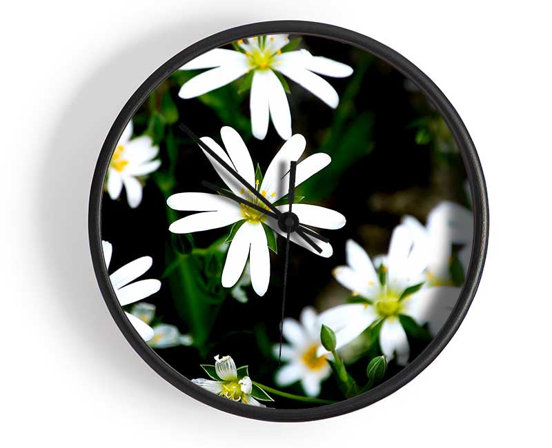 White Garden Daisies