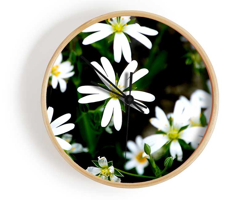 White Garden Daisies