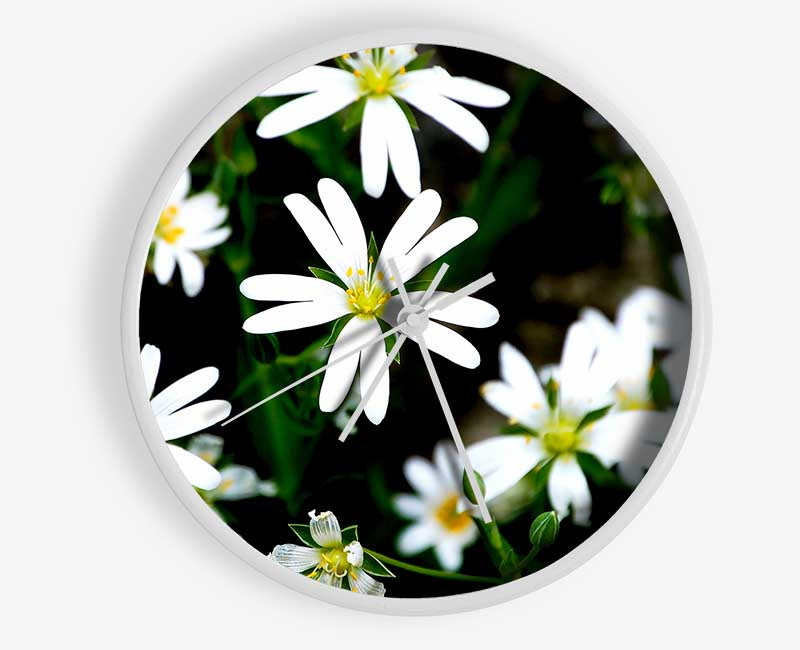 White Garden Daisies