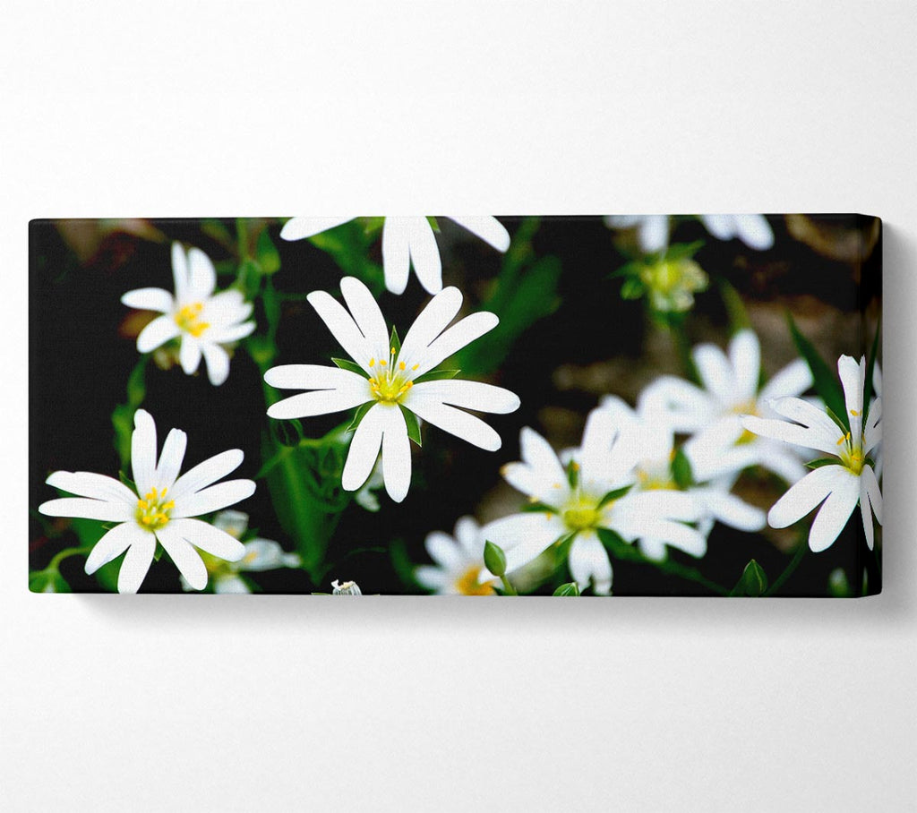 White Garden Daisies