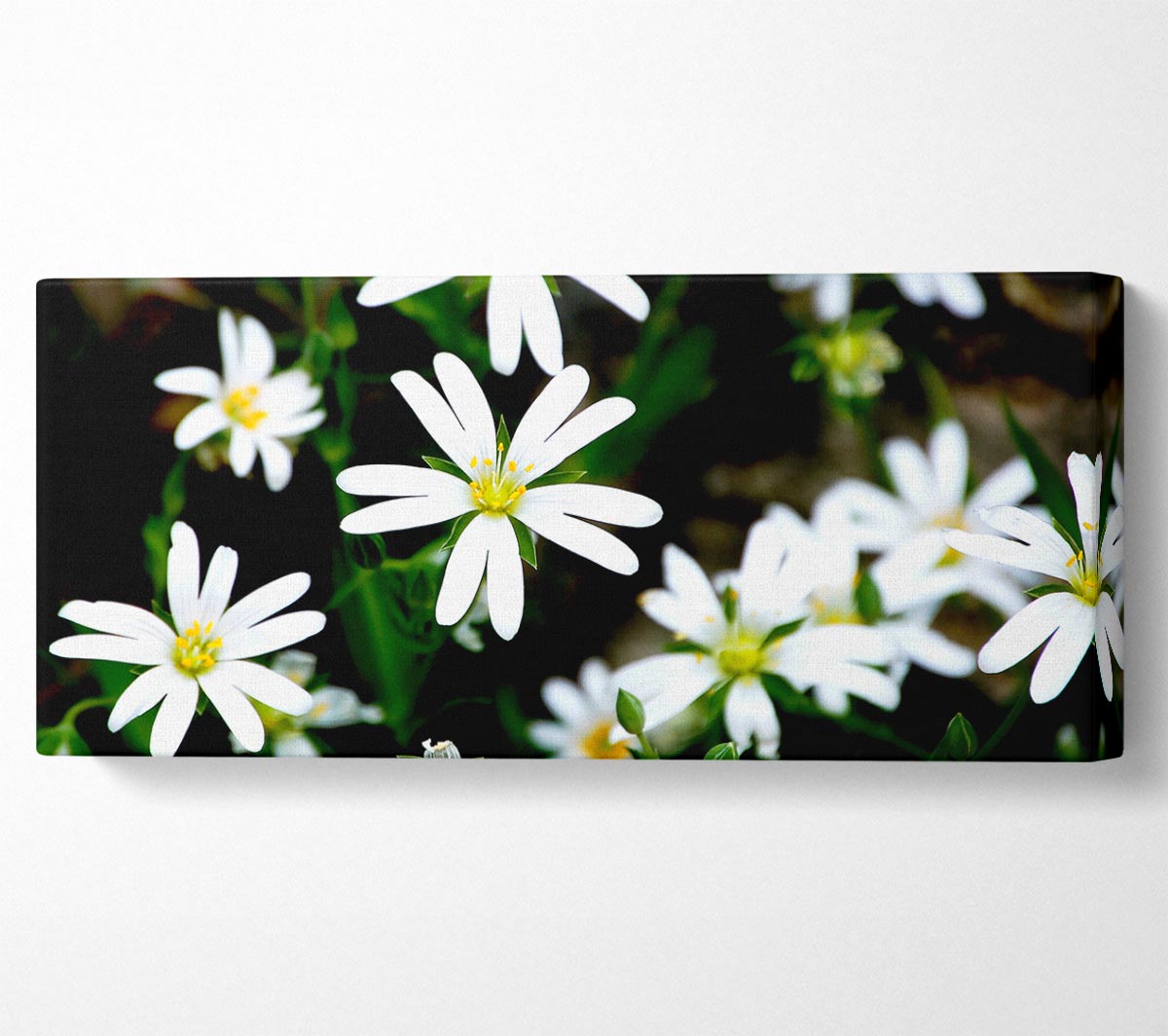 White Garden Daisies