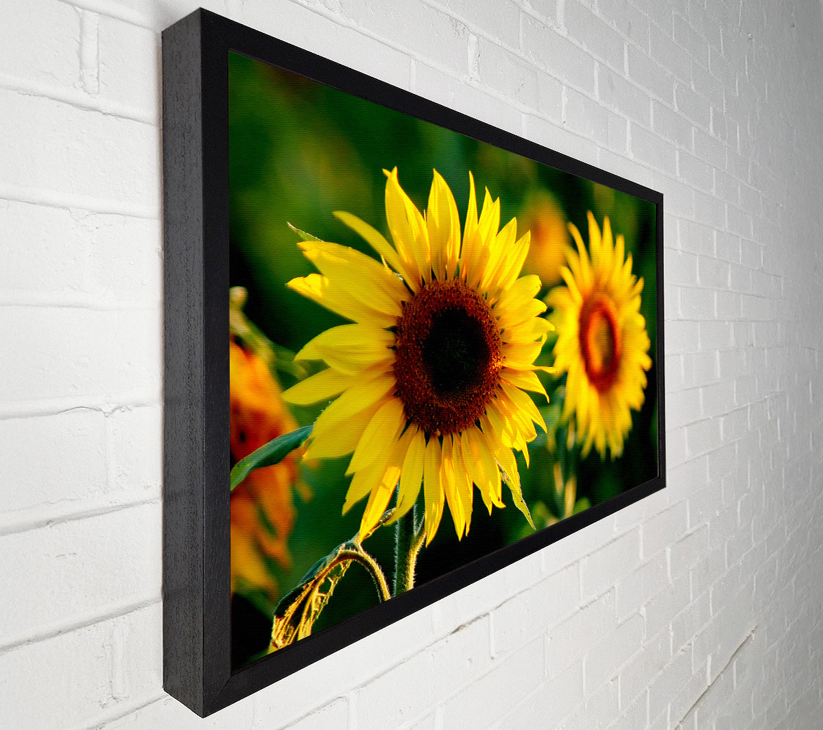 Sunflower Duo Canvas Wall Art