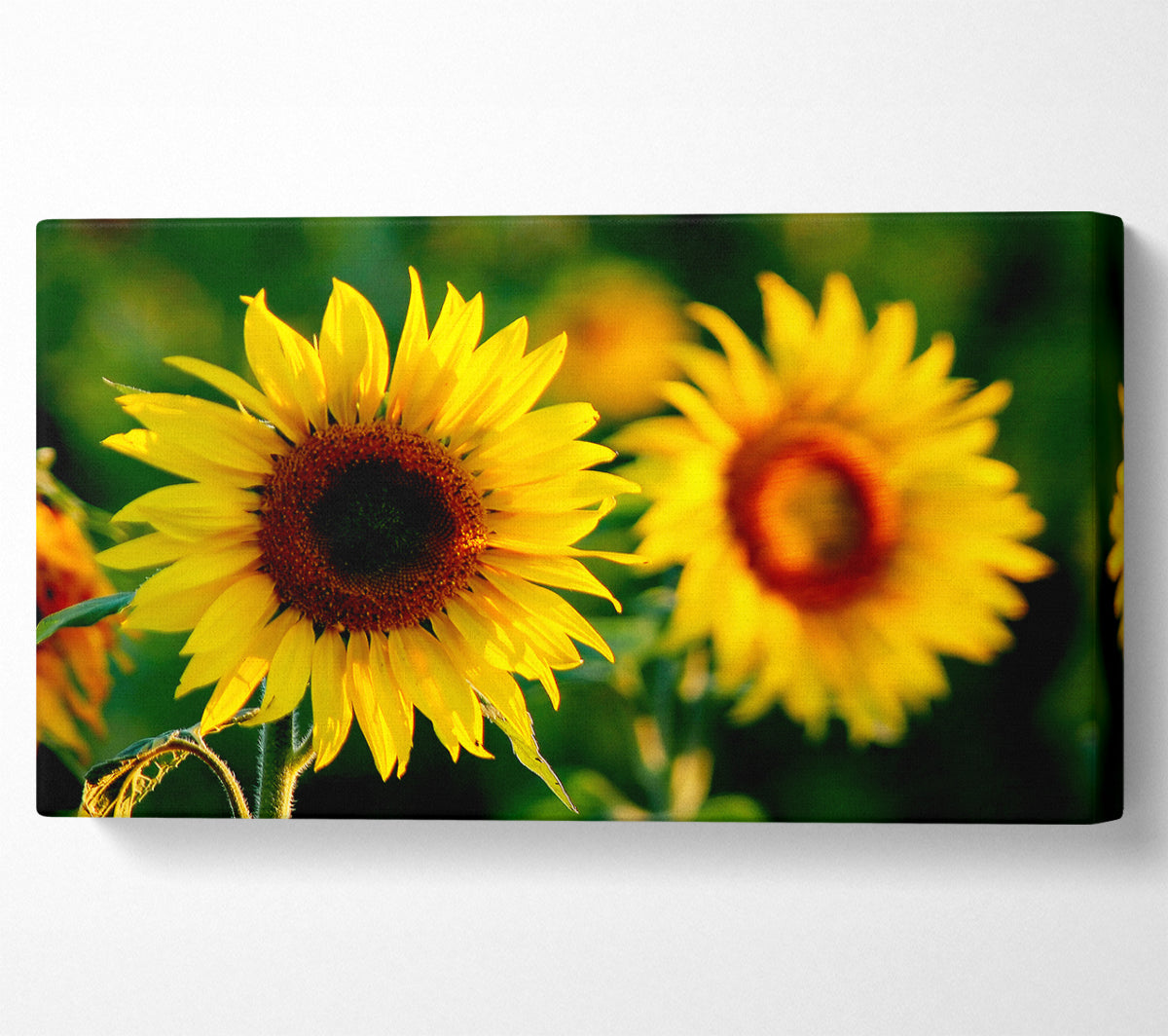 Sunflower Duo Canvas Wall Art