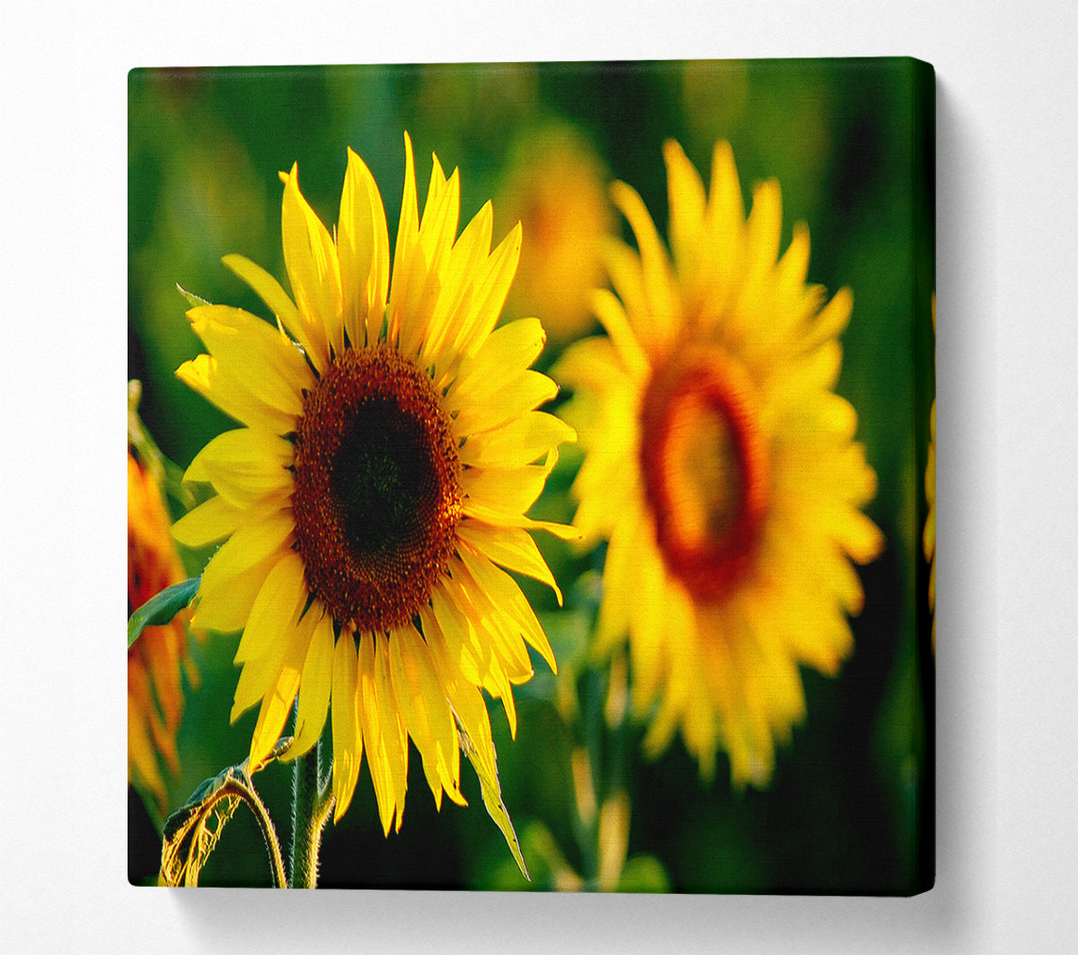 Sunflower Duo Canvas Wall Art