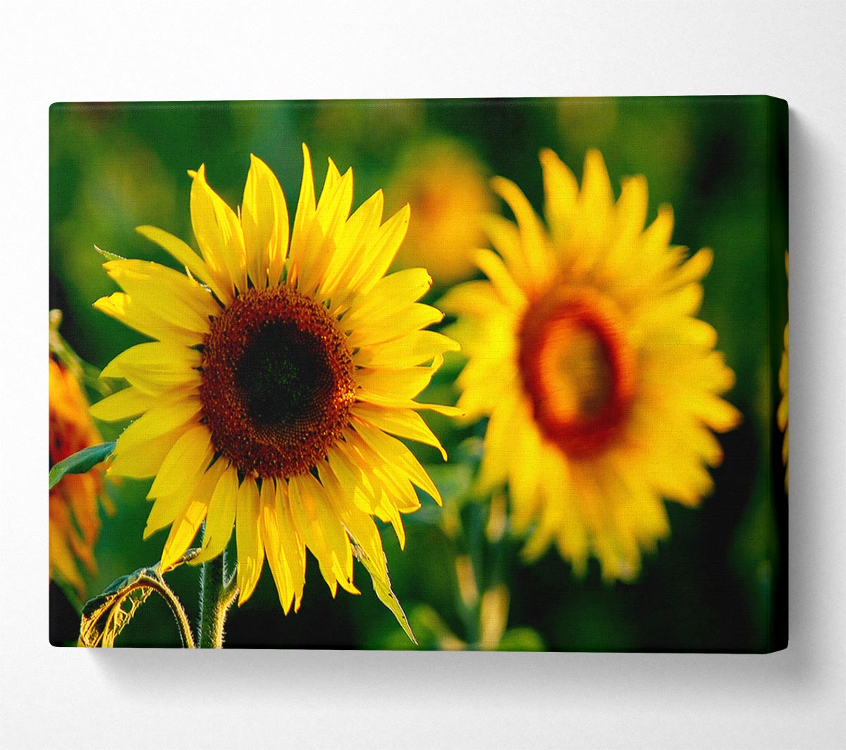 Sunflower Duo Canvas Wall Art