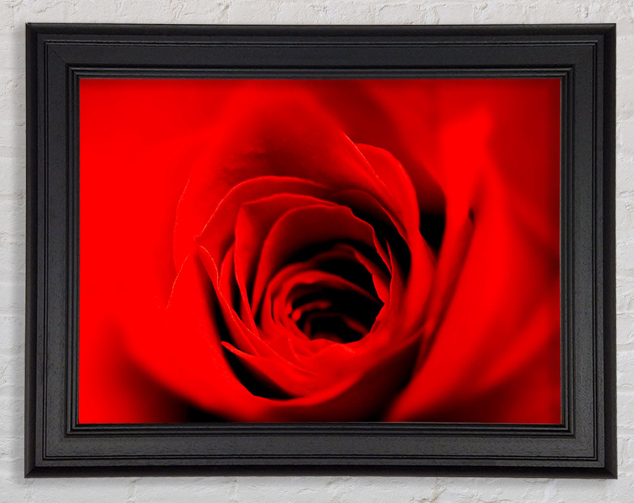 Soft Red Rose Close-Up Framed Print