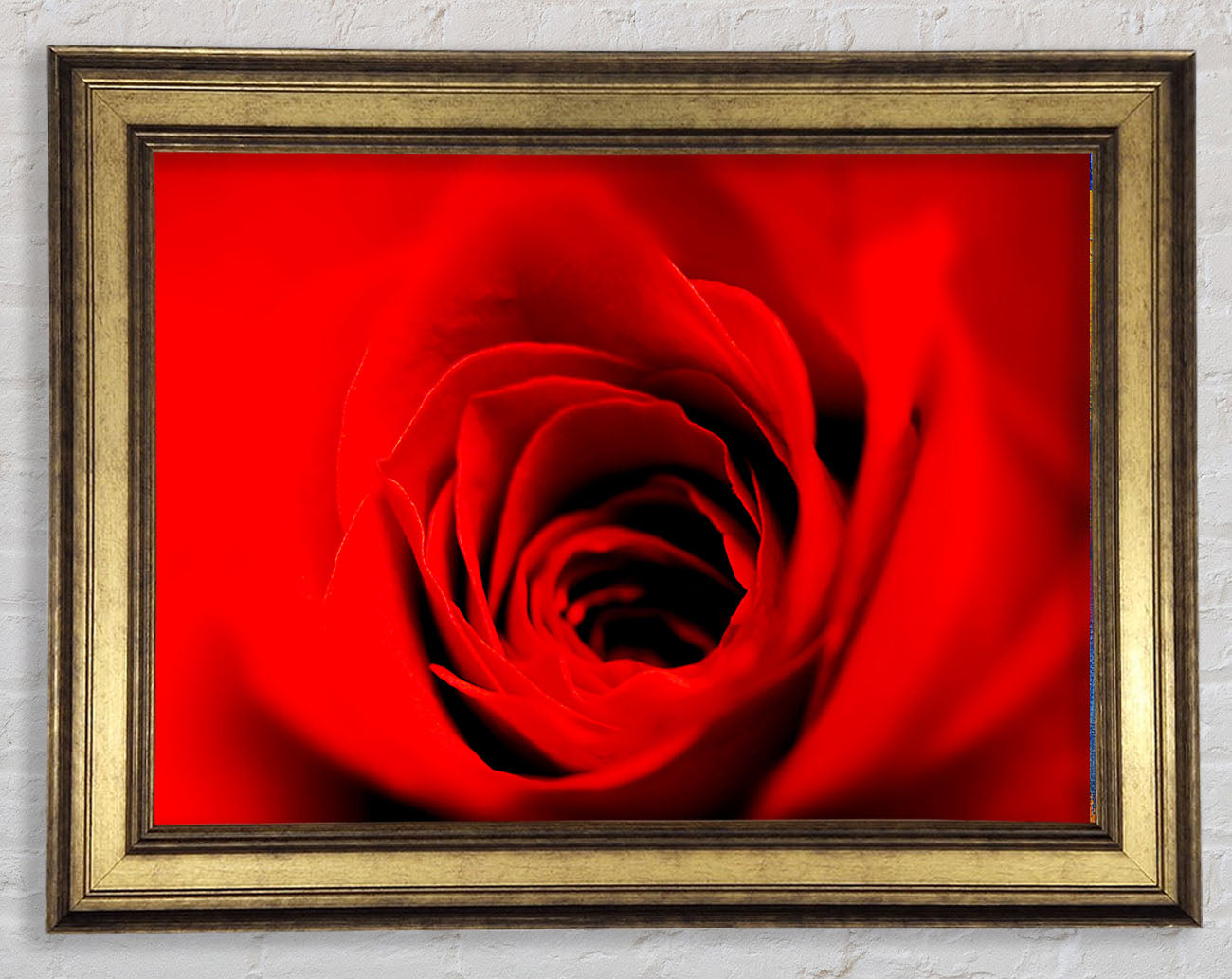 Soft Red Rose Close-Up Framed Print