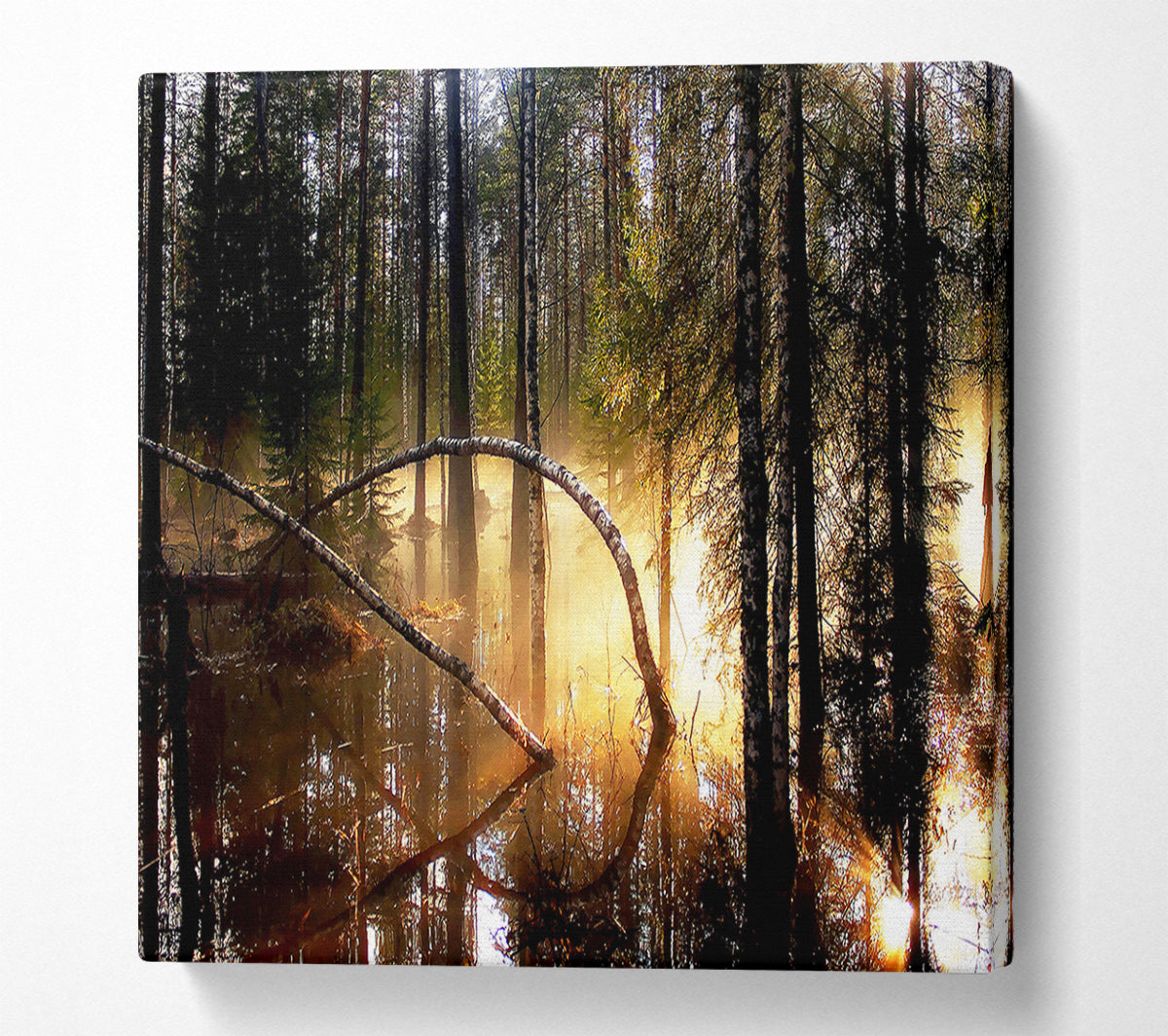 Swamp Forest Morning Mist Canvas Wall Art