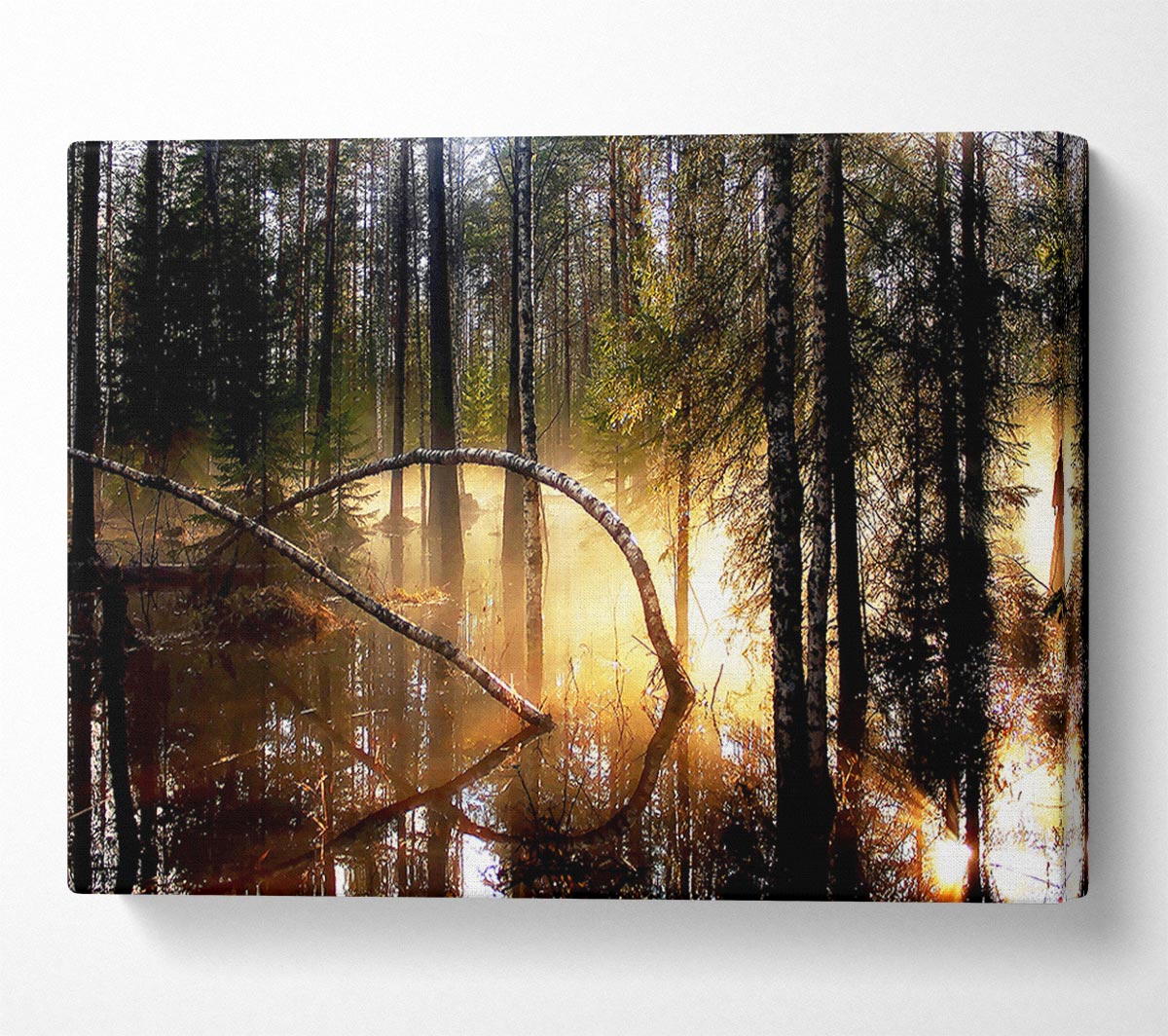 Swamp Forest Morning Mist Canvas Wall Art